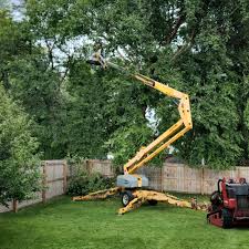 Best Tree and Shrub Care  in Swedesboro, NJ