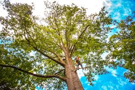 Best Tree Risk Assessment  in Swedesboro, NJ