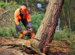 Best Lawn Pest Prevention  in Swedesboro, NJ