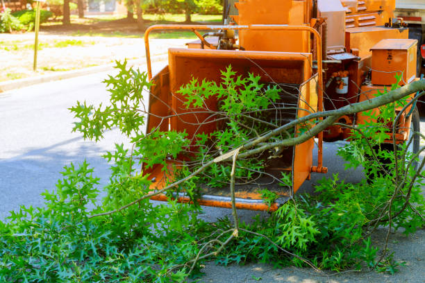 Best Tree Preservation Services  in Swedesboro, NJ