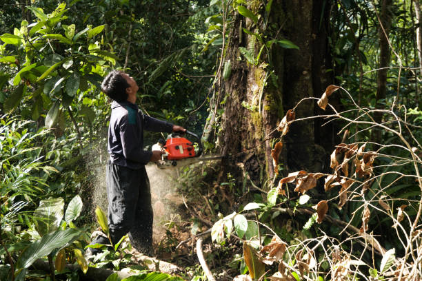 Best Tree Disease Treatment  in Swedesboro, NJ