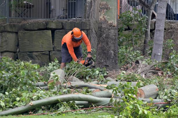 Best Stump Grinding and Removal  in Swedesboro, NJ