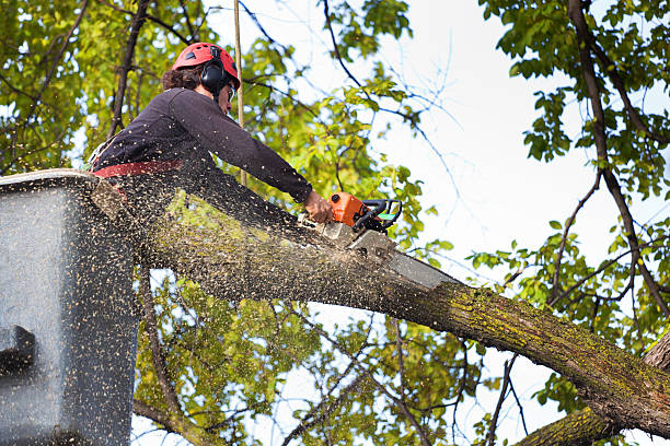 Best Storm Damage Tree Cleanup  in Swedesboro, NJ
